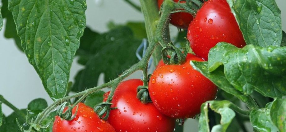 Fertilizers for tomatoes in the open field