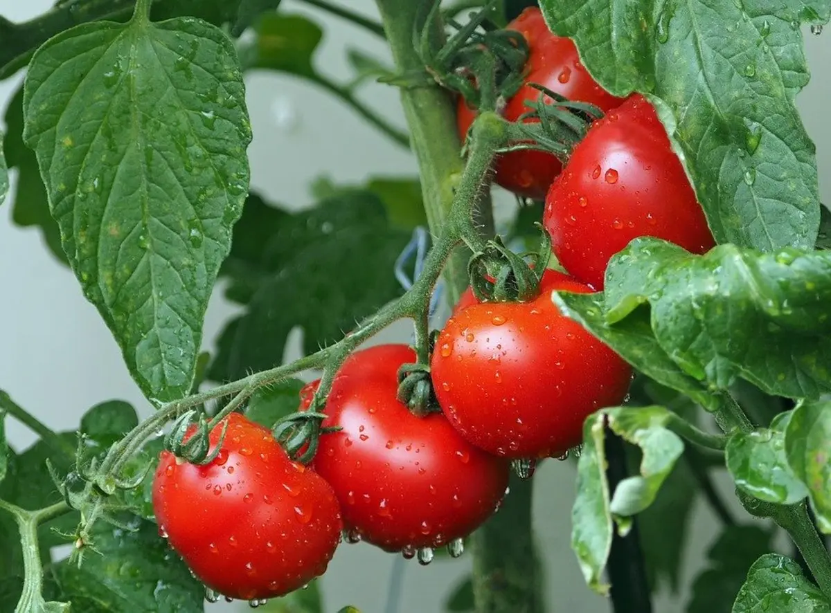 Fertilizers for tomatoes in the open field