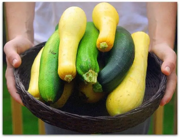 Fertilizers for zucchini in the open field