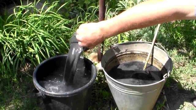 Fertilizers for zucchini in the open field