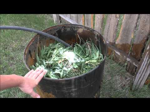 Fertilizers for zucchini in the open field