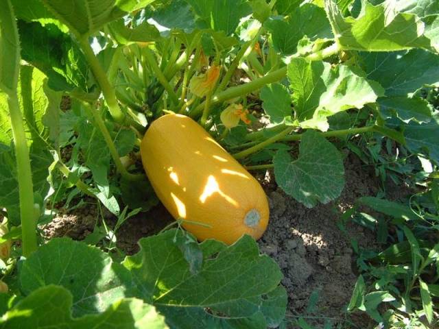 Fertilizers for zucchini in the open field