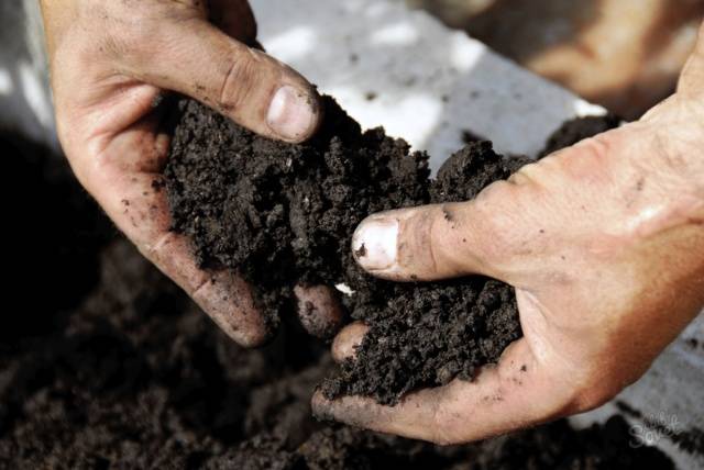 Fertilizers for zucchini in the open field