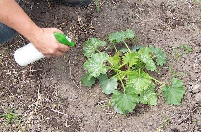 Fertilizers for zucchini in the open field