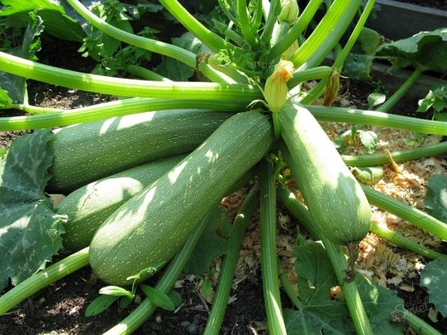 Fertilizers for zucchini in the open field