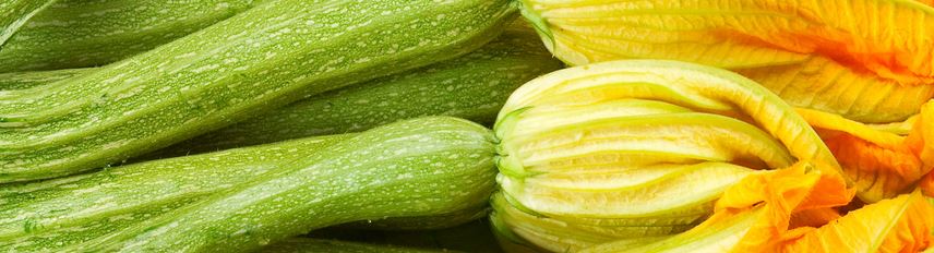 Fertilizers for zucchini in the open field