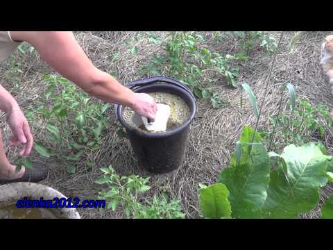 Fertilizers with calcium for tomatoes