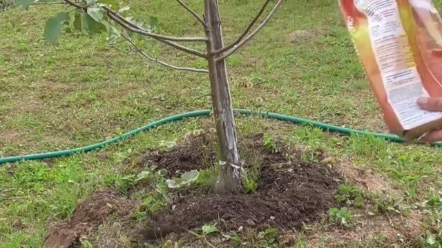 Fertilizing apple trees with manure in spring and autumn