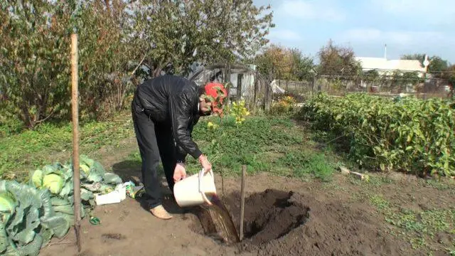 Fertilizing apple trees with manure in spring and autumn