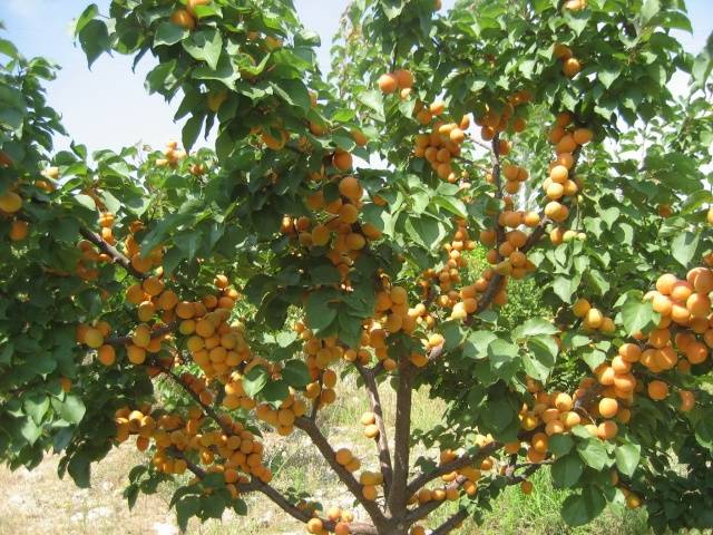 Fertilizing apricots in spring