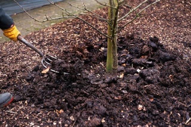 Fertilizing apricots in spring