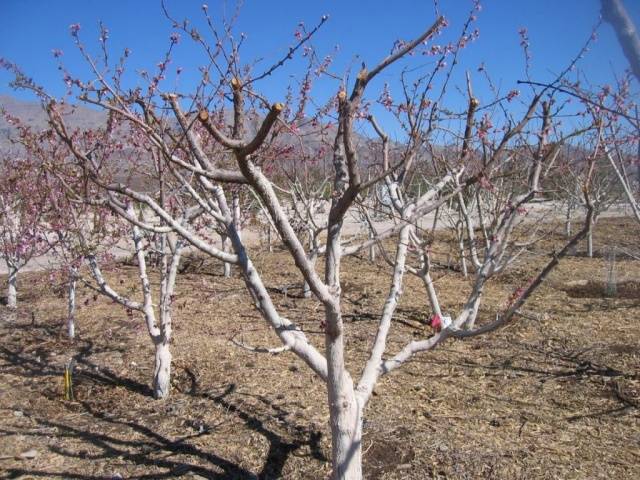 Fertilizing apricots in spring