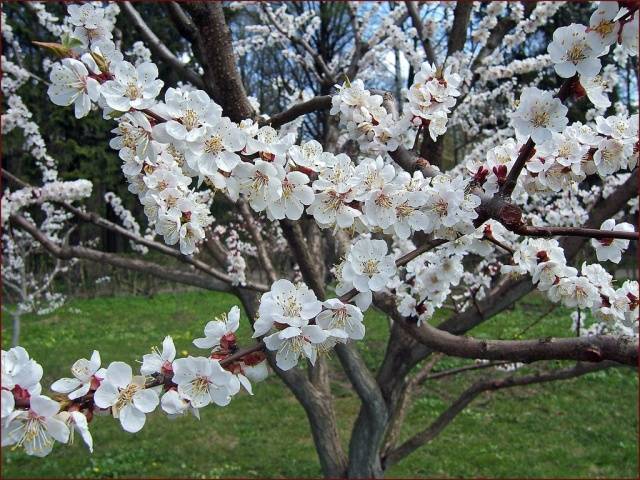 Fertilizing apricots in spring