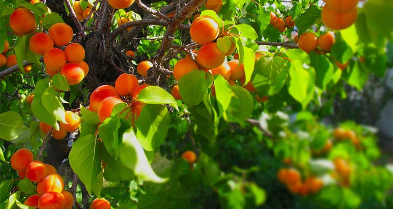 Fertilizing apricots in spring