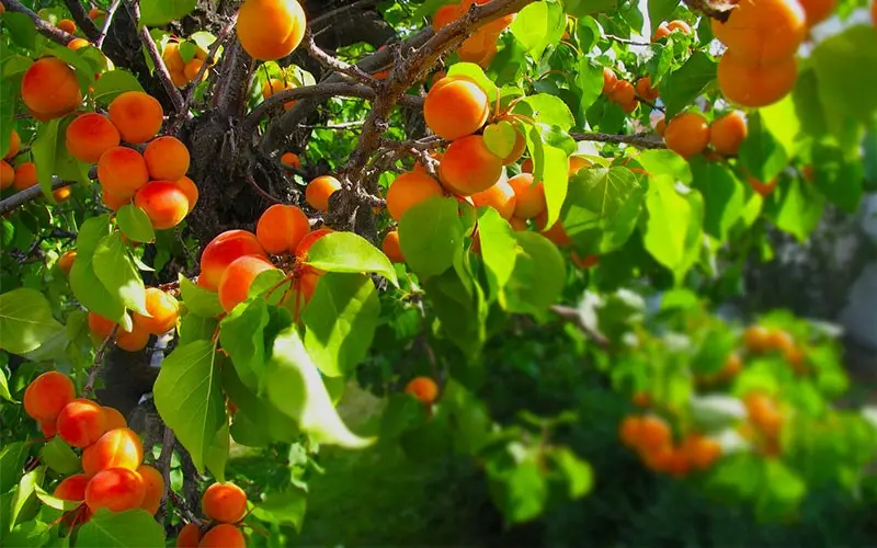 Fertilizing apricots in spring