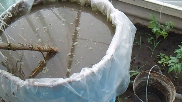 Fertilizing cabbage after planting in open ground