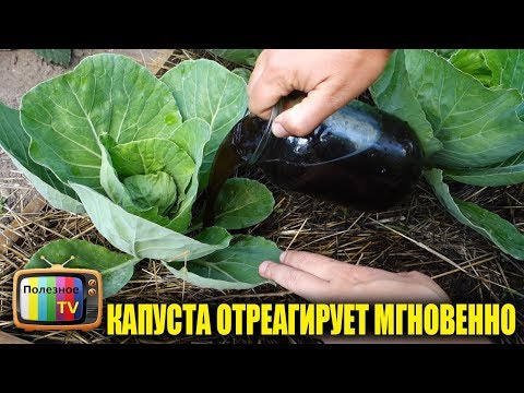 Fertilizing cabbage after planting in open ground