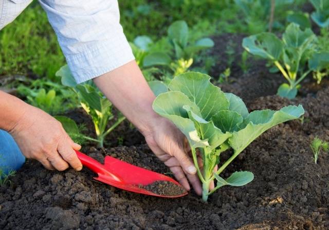 Fertilizing cabbage seedlings