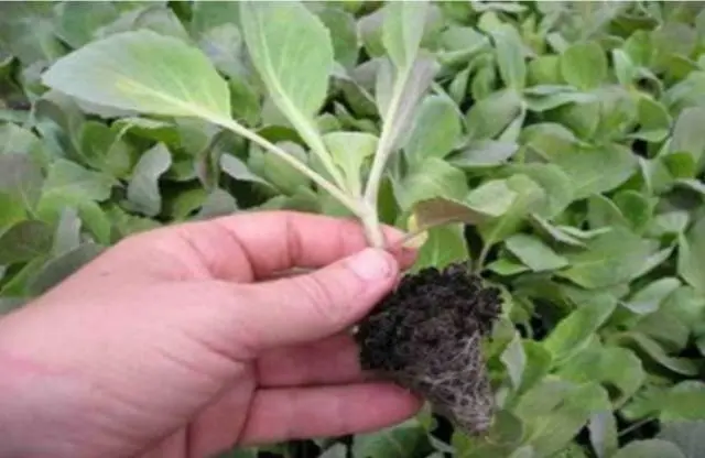 Fertilizing cabbage seedlings