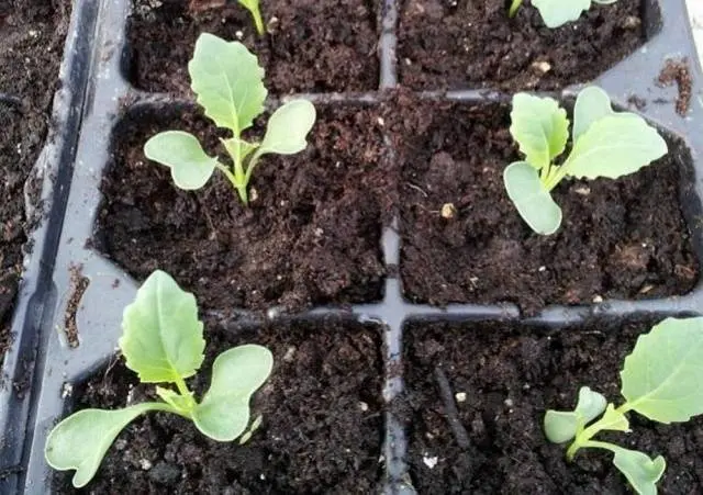 Fertilizing cabbage seedlings