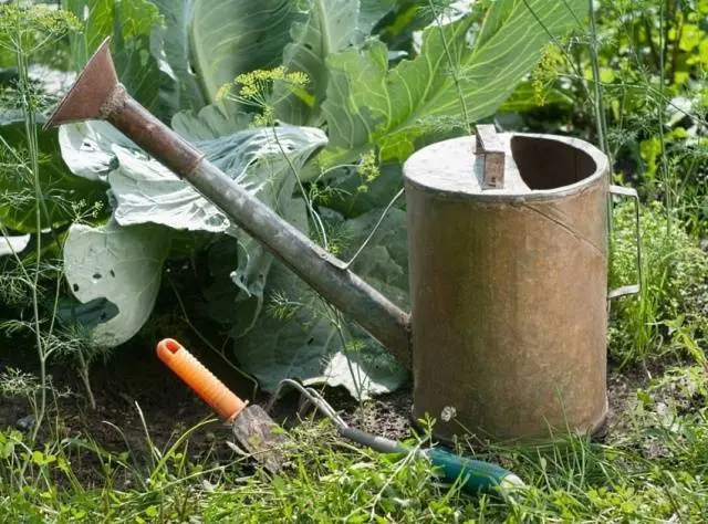 Fertilizing cabbage seedlings