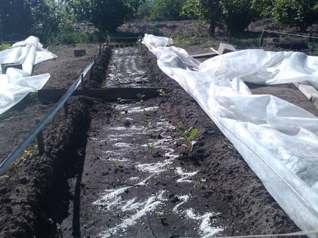 Fertilizing cabbage seedlings