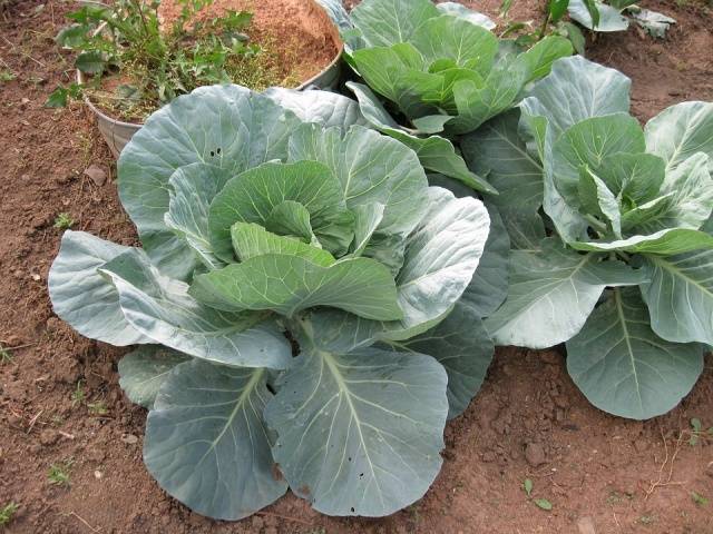 Fertilizing cabbage seedlings