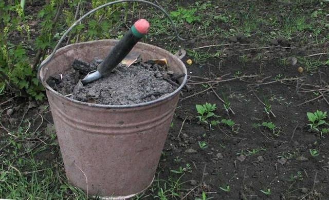 Fertilizing cabbage seedlings