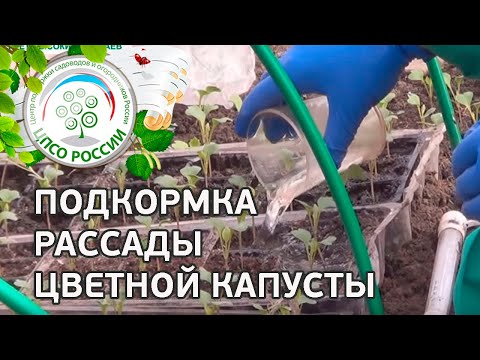 Fertilizing cabbage seedlings