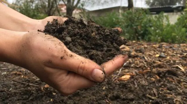 Fertilizing cabbage seedlings