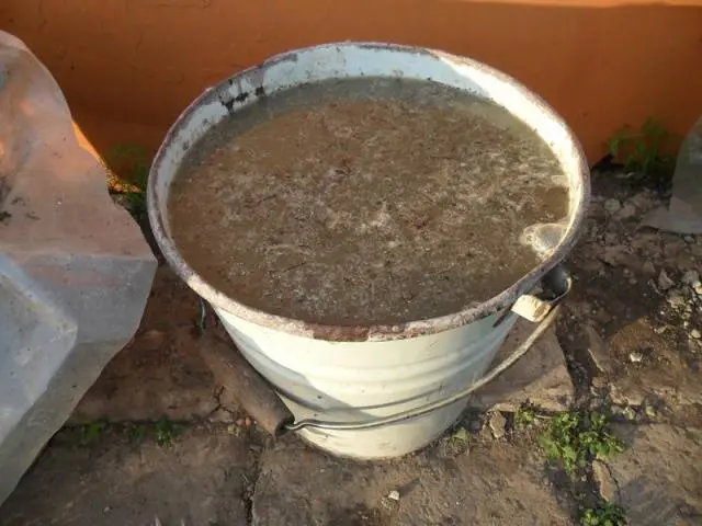 Fertilizing cabbage seedlings