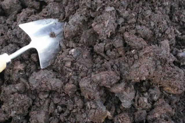 Fertilizing cabbage seedlings