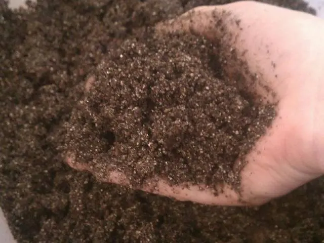 Fertilizing cabbage seedlings