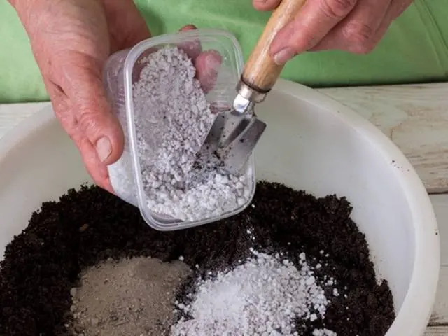 Fertilizing cabbage seedlings