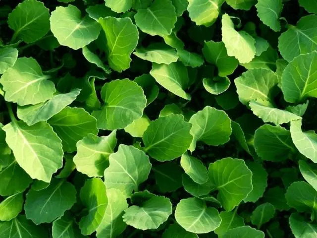 Fertilizing cabbage seedlings