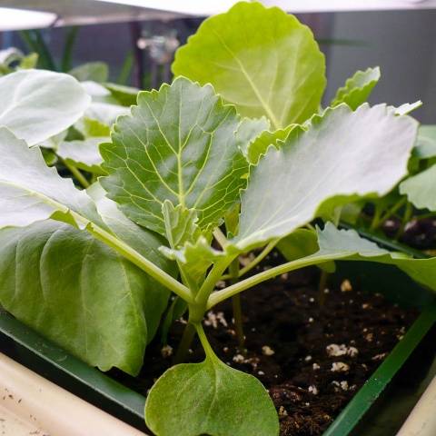 Fertilizing cabbage seedlings