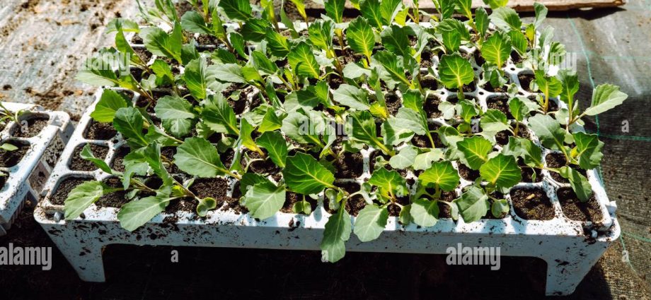 Fertilizing cabbage seedlings