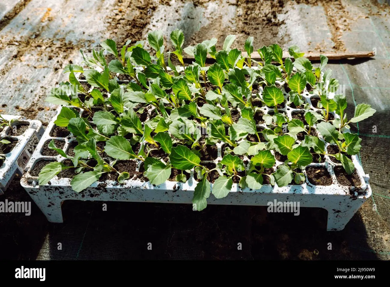 Fertilizing cabbage seedlings