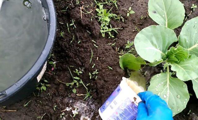 Fertilizing cabbage with yeast in the open field: recipes, videos, reviews