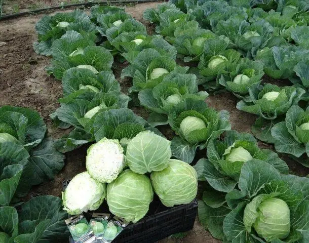 Fertilizing cabbage with yeast in the open field: recipes, videos, reviews