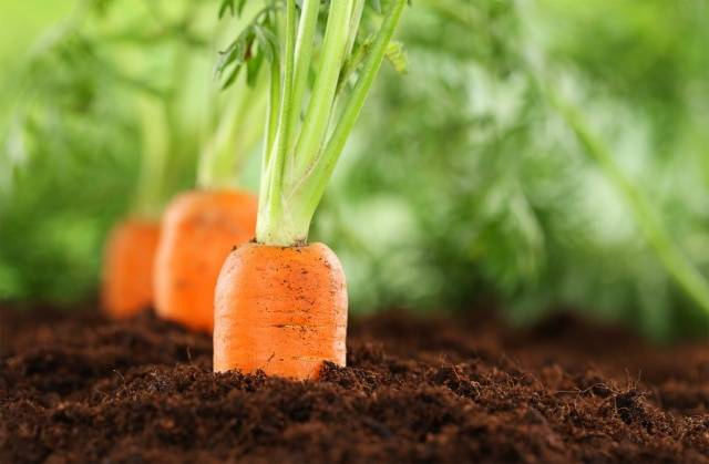 Fertilizing carrots in spring 