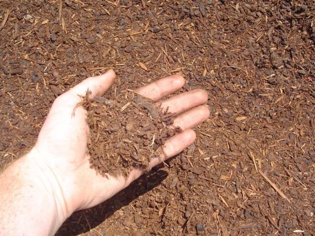 Fertilizing carrots in spring 