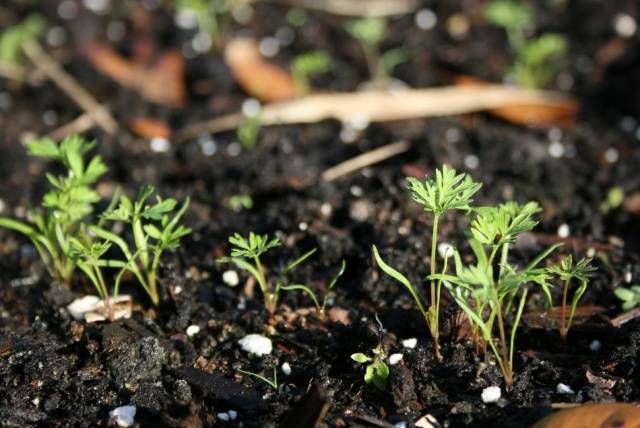 Fertilizing carrots in spring 