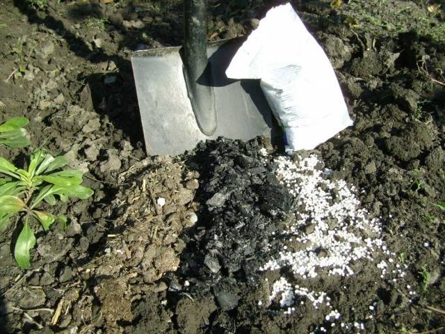 Fertilizing carrots in spring 