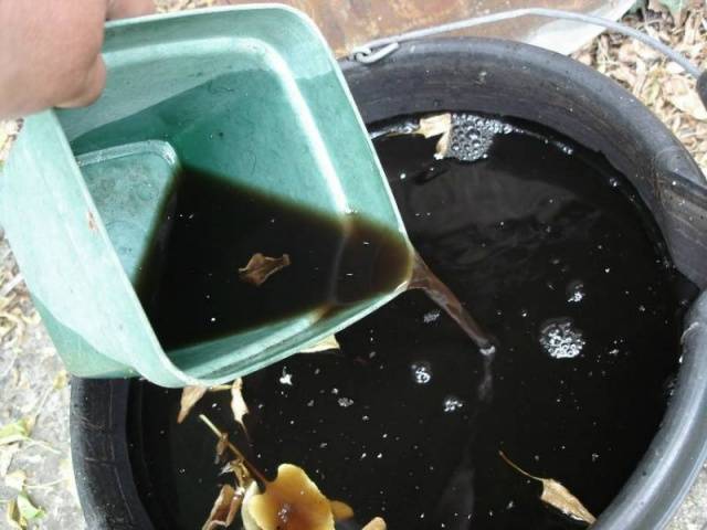 Fertilizing carrots in spring 