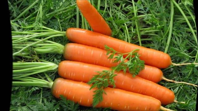 Fertilizing carrots in spring 