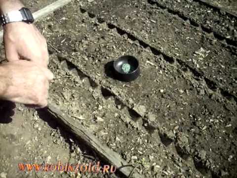 Fertilizing carrots in spring 