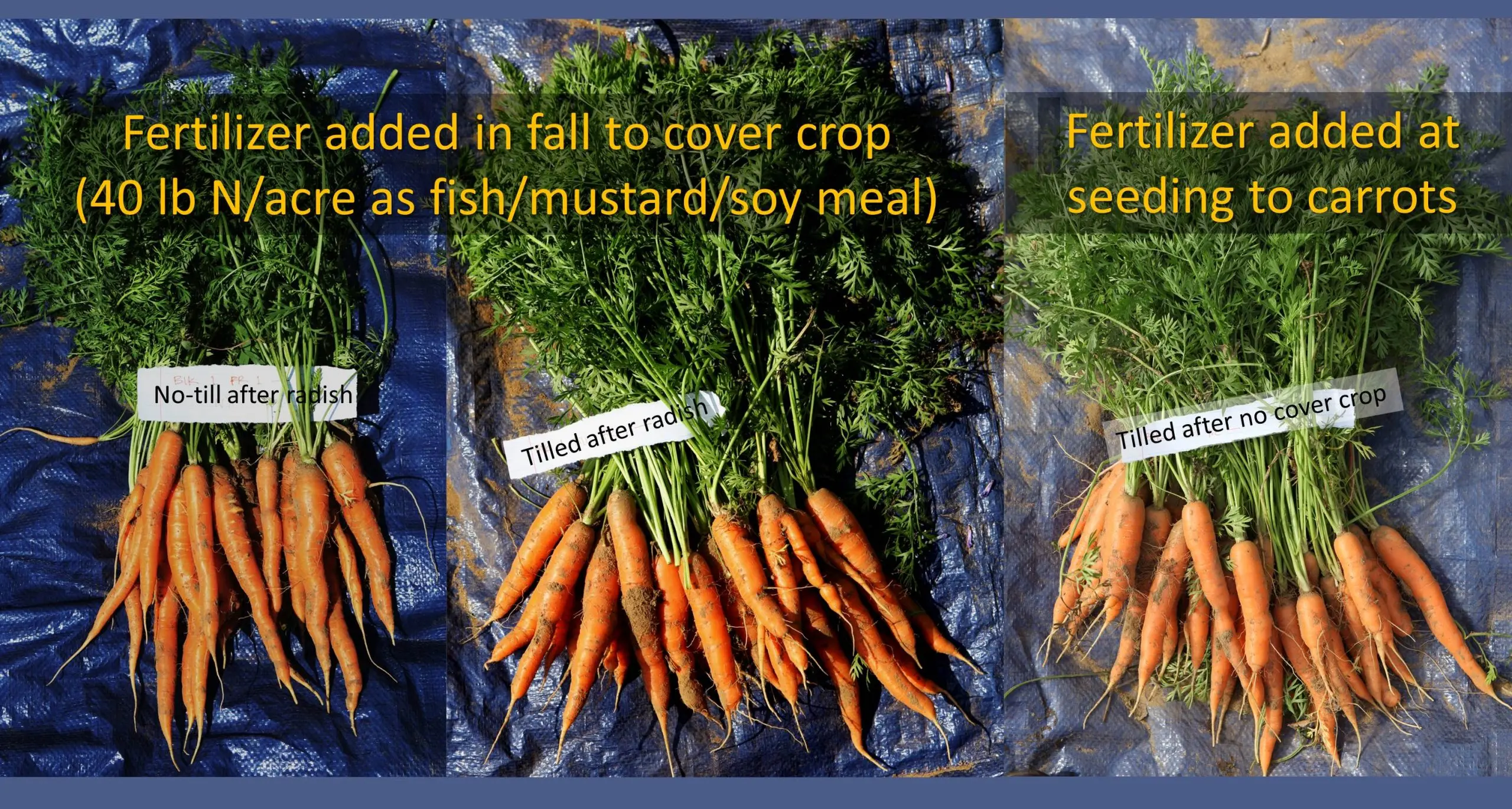 Fertilizing carrots in spring 