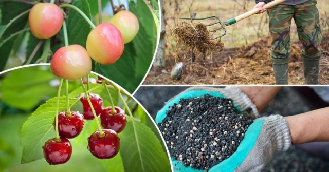 Fertilizing cherries in spring: before, during and after flowering for a better harvest