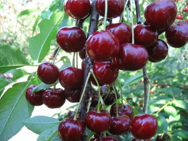 Fertilizing cherries in spring: before, during and after flowering for a better harvest